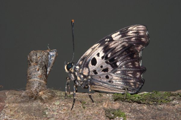Cerautola miranda male UNS